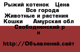 Рыжий котенок › Цена ­ 1 - Все города Животные и растения » Кошки   . Амурская обл.,Свободненский р-н